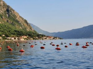 Устричные фермы, Черногория
