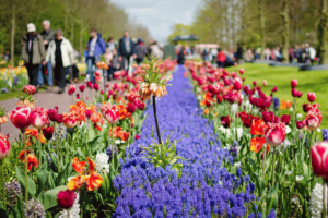 Автобусный тур в Кекенхоф, туры из Германии с EsfiriaTravel