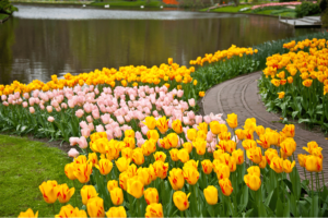 Кекенхоф, автобусные туры из Германии с EsfiriaTravel